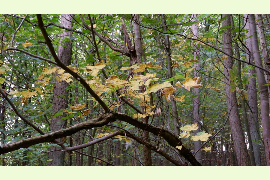 Woolston Wood, Shropshire, Horderley, Craven Arms, Shropshire Wales