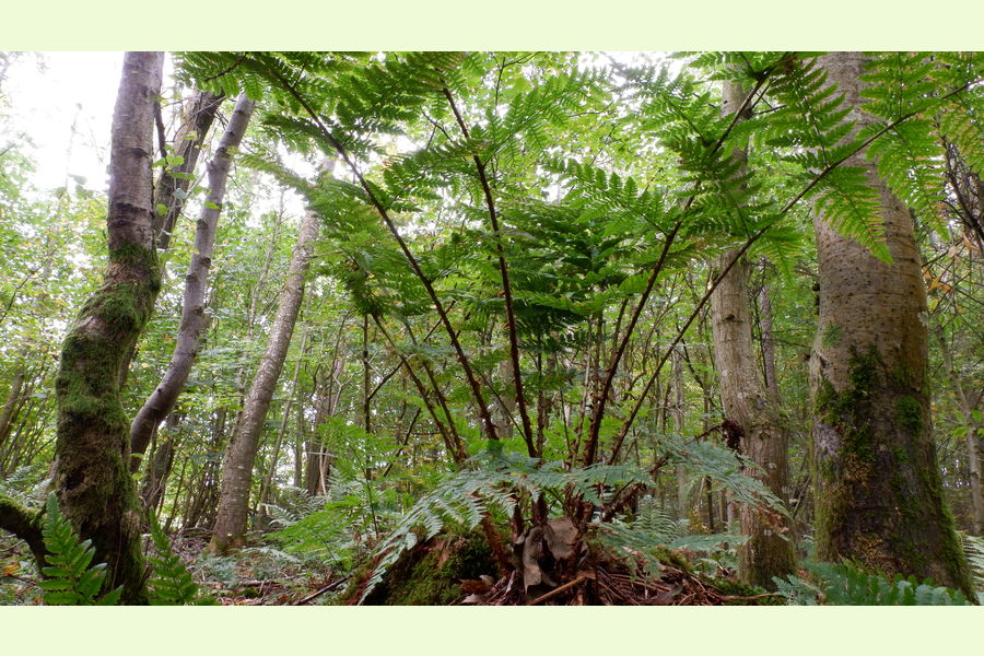 Woolston Wood, Shropshire, Horderley, Craven Arms, Shropshire Wales