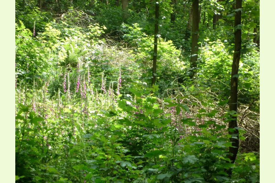 Woolston Wood, Shropshire, Horderley, Craven Arms, Shropshire Wales