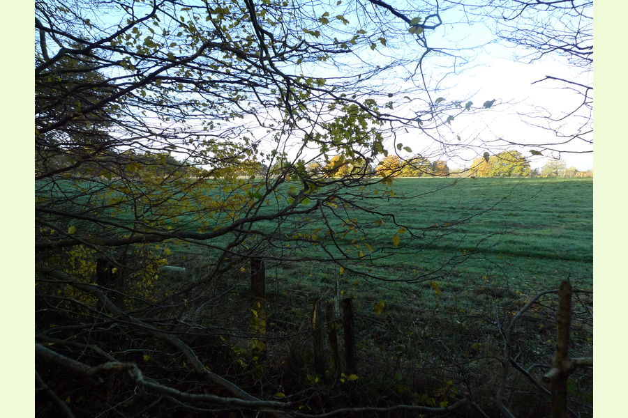 Glovers Wood part, Glovers Wood, Charlwood Lane, Charlwood, West
