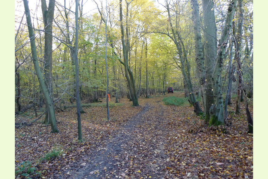 Glovers Wood part, Glovers Wood, Charlwood Lane, Charlwood, West