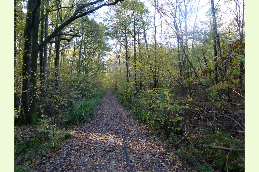 Glovers Wood part, Glovers Wood, Charlwood Lane, Charlwood, West