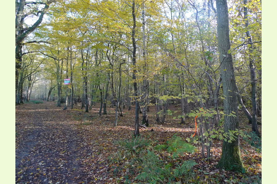Glovers Wood part, Glovers Wood, Charlwood Lane, Charlwood, West