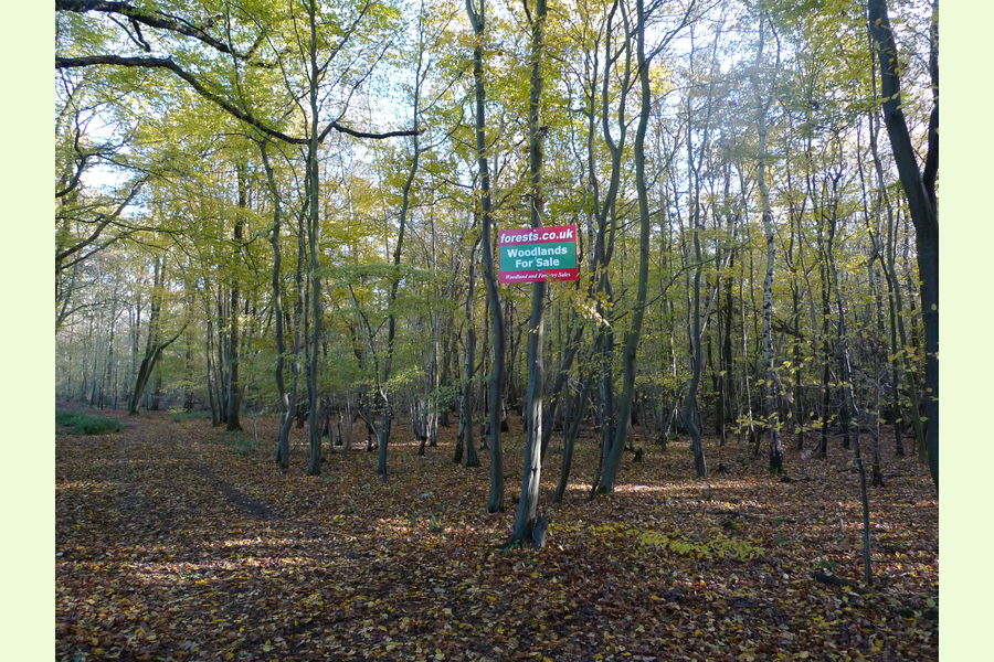 Glovers Wood part, Glovers Wood, Charlwood Lane, Charlwood, West