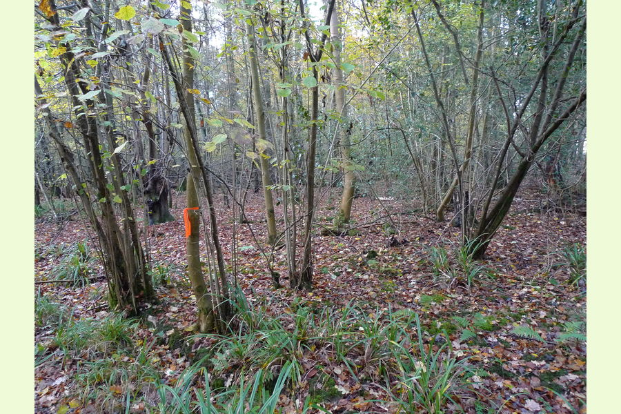Glovers Wood part, Glovers Wood, Charlwood Lane, Charlwood, West