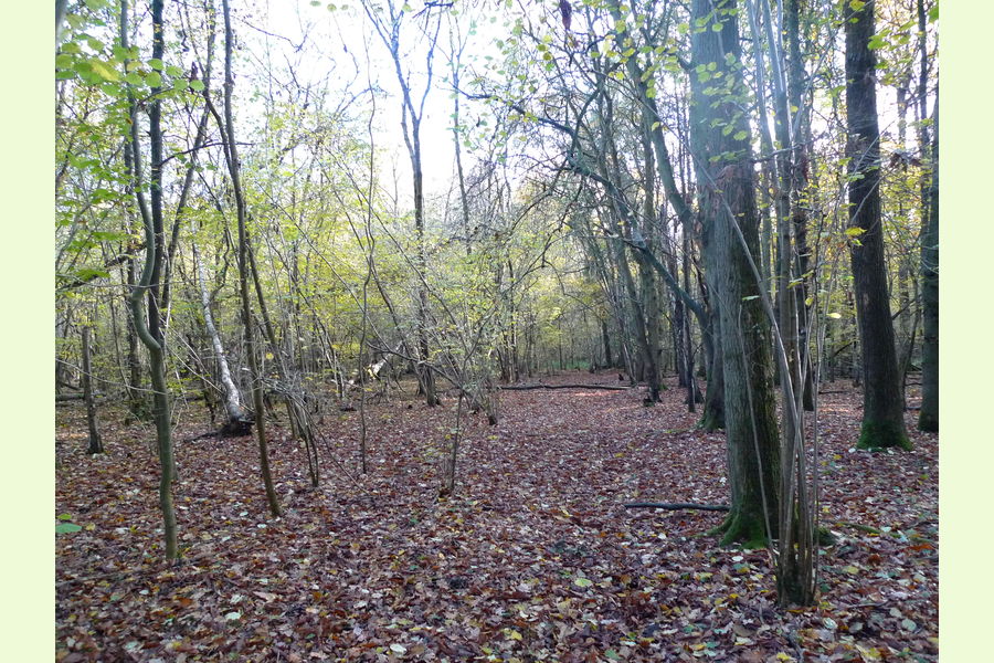 Glovers Wood part, Glovers Wood, Charlwood Lane, Charlwood, West