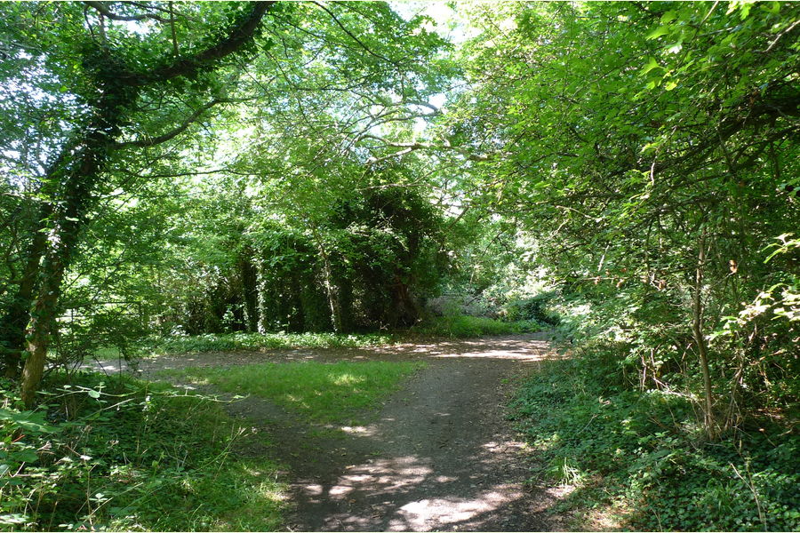Mount Wood, Woodmansterne, Surrey South East England Forests.co.uk