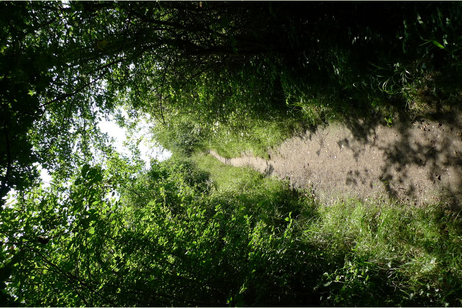 Mount Wood, Woodmansterne, Surrey South East England Forests.co.uk