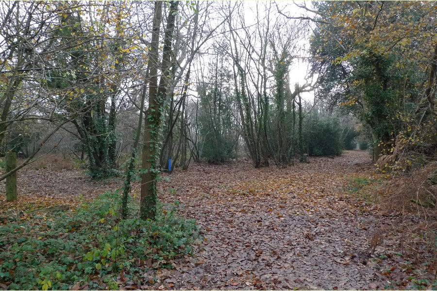 Wartling Wood, Hailsham, East Sussex, Wartling South East England