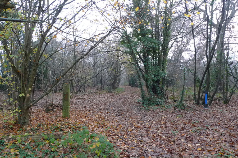 Wartling Wood, Hailsham, East Sussex, Wartling South East England