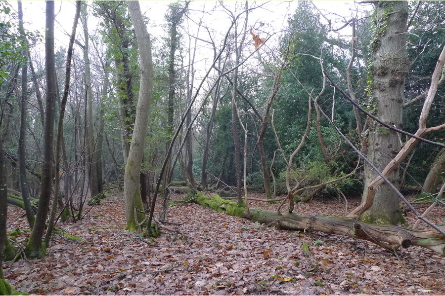 Wartling Wood, Hailsham, East Sussex, Wartling South East England
