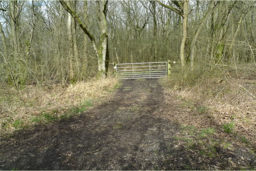 St Andrews Wood, Broad Blunsdon, Wiltshire Central England Forests