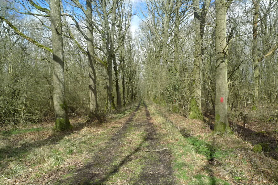St Andrews Wood, Broad Blunsdon, Wiltshire Central England Forests