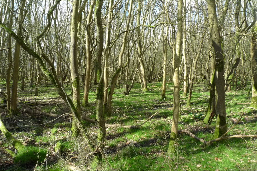 St Andrews Wood, Broad Blunsdon, Wiltshire Central England Forests