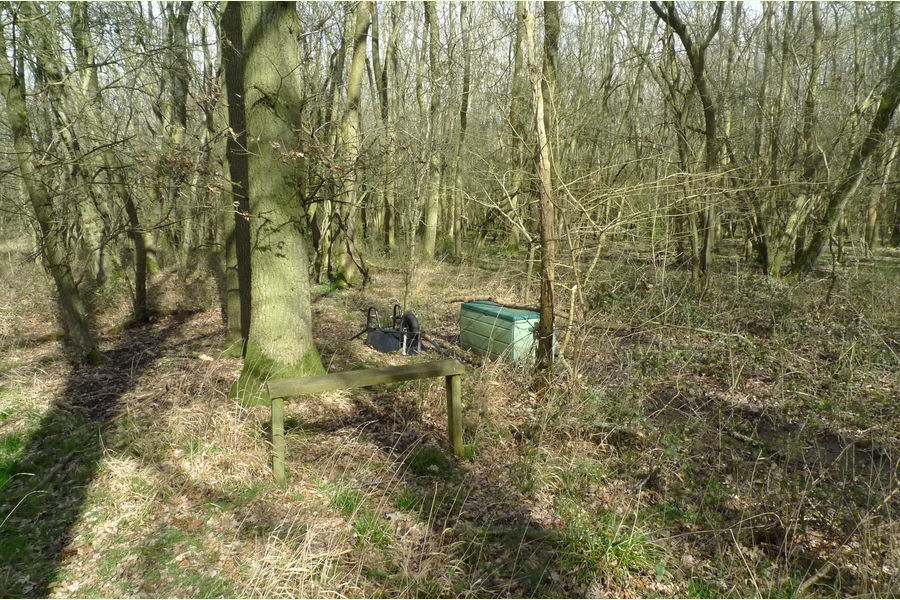 St Andrews Wood, Broad Blunsdon, Wiltshire Central England Forests