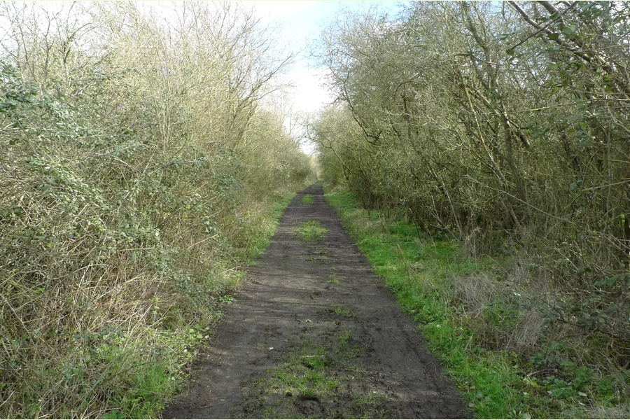 St Andrews Wood, Broad Blunsdon, Wiltshire Central England Forests