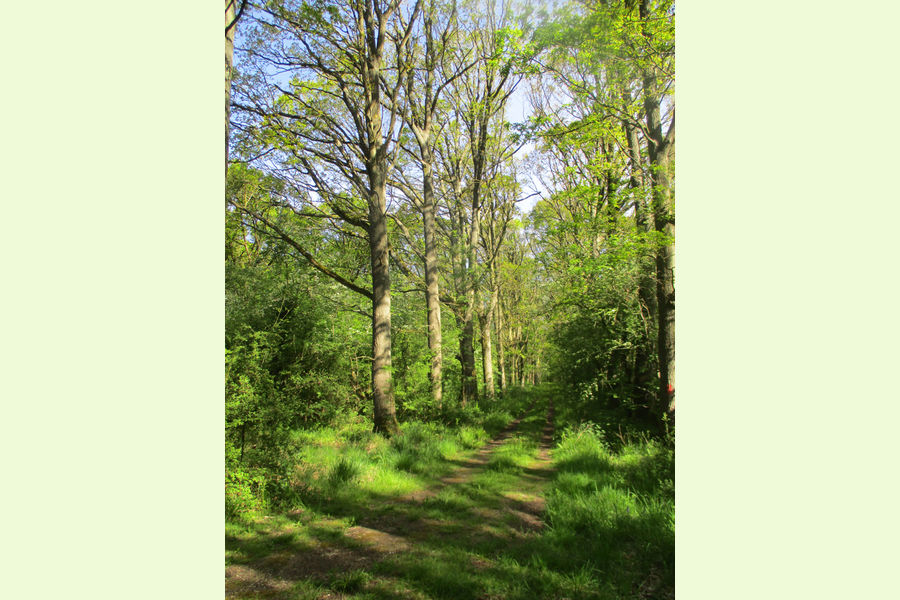 St Andrews Wood, Broad Blunsdon, Wiltshire Central England Forests