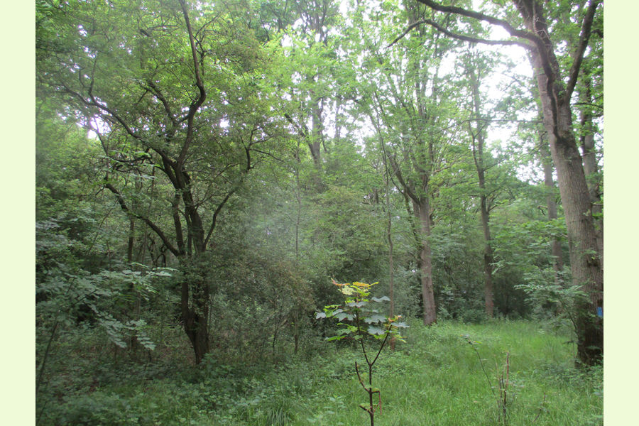St Andrews Wood, Broad Blunsdon, Wiltshire Central England Forests