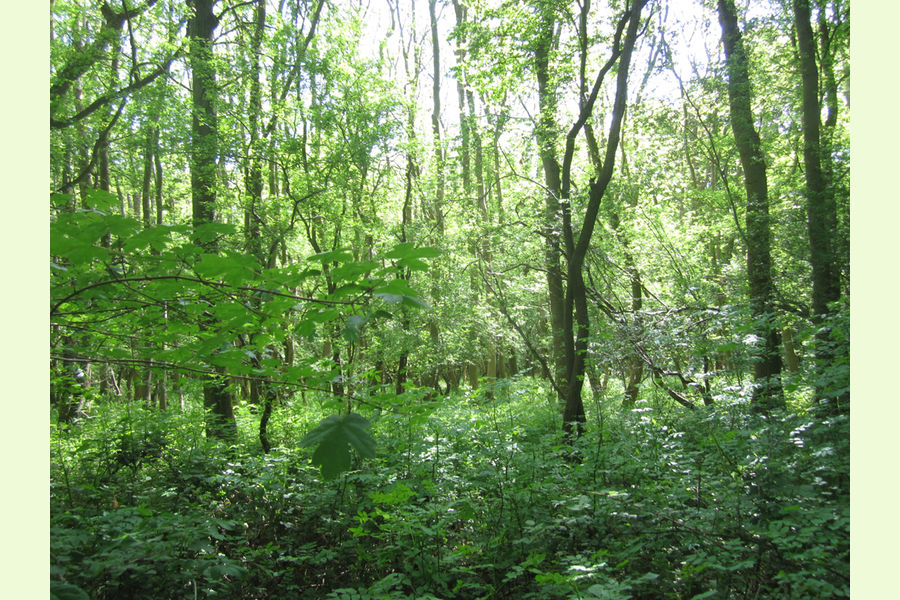 St Andrews Wood, Broad Blunsdon, Wiltshire Central England Forests