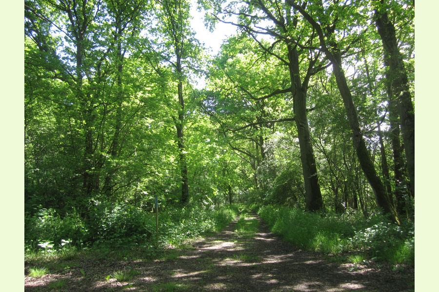 St Andrews Wood, Broad Blunsdon, Wiltshire Central England Forests
