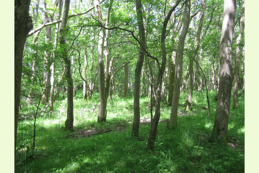 St Andrews Wood, Broad Blunsdon, Wiltshire Central England Forests