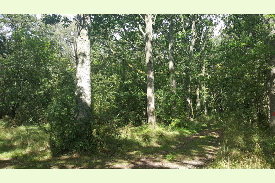 St Andrews Wood, Broad Blunsdon, Wiltshire Central England Forests