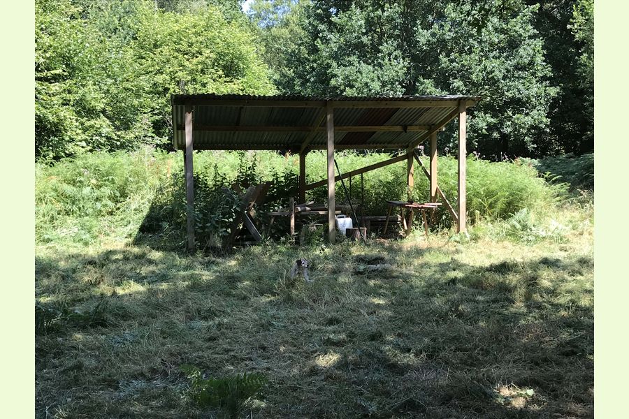 Pelham Wood at Bulmer Tye, Bulmer Tye, near Sudbury, Essex East
