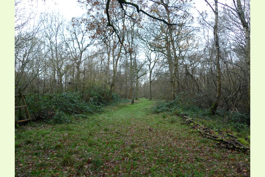 Pelham Wood at Bulmer Tye, Bulmer Tye, near Sudbury, Essex East