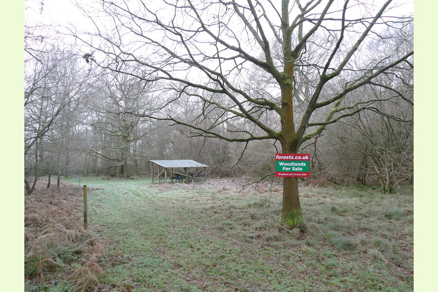 Pelham Wood at Bulmer Tye, Bulmer Tye, near Sudbury, Essex East
