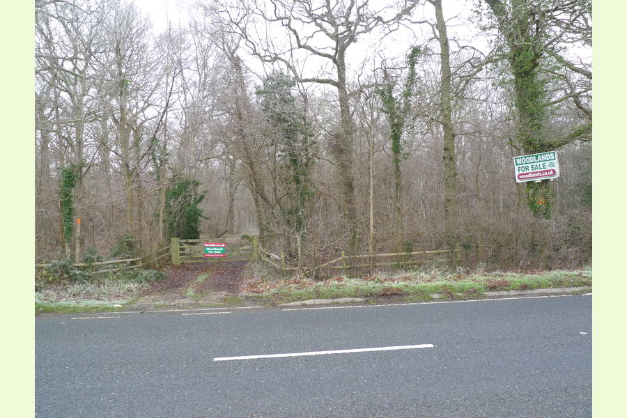 Pelham Wood at Bulmer Tye, Bulmer Tye, near Sudbury, Essex East