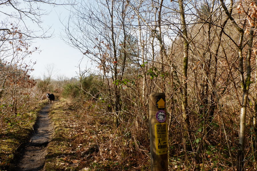Cwm Clydach woodland, RhydyGwin, CraigCefnParc, Swansea Wales and