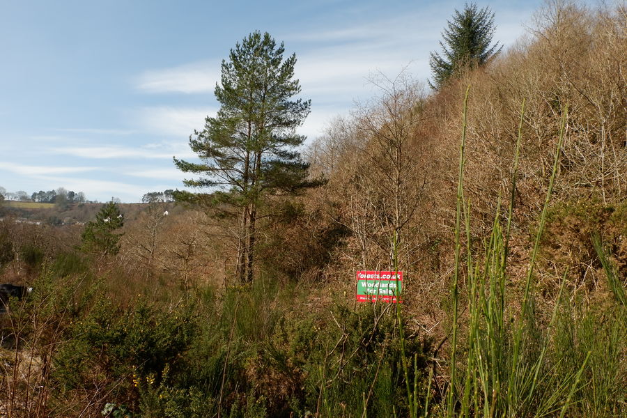 Cwm Clydach woodland, RhydyGwin, CraigCefnParc, Swansea Wales and