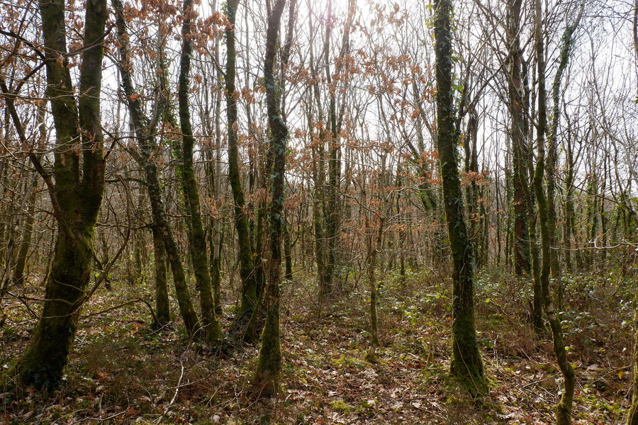 Cwm Clydach woodland, RhydyGwin, CraigCefnParc, Swansea Wales and