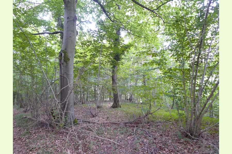Folly Wood, Dursley , Whiteway, Dursely, Glos Central England