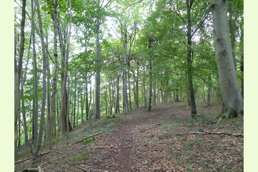 Folly Wood, Dursley , Whiteway, Dursely, Glos Central England