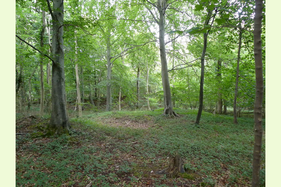 Folly Wood, Dursley , Whiteway, Dursely, Glos Central England