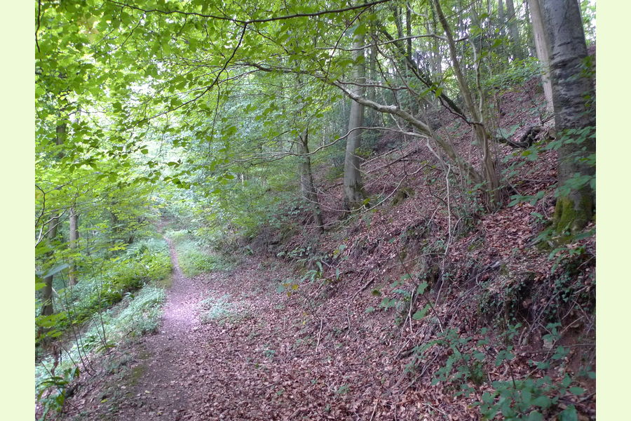 Folly Wood, Dursley , Whiteway, Dursely, Glos Central England