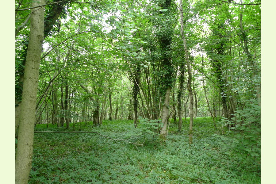 Folly Wood, Dursley , Whiteway, Dursely, Glos Central England