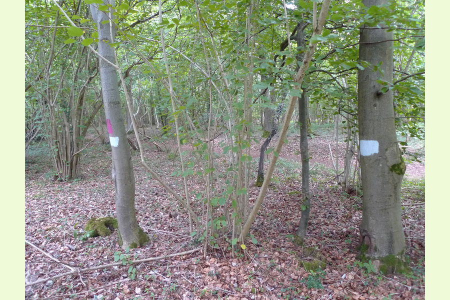 Folly Wood, Dursley , Whiteway, Dursely, Glos Central England