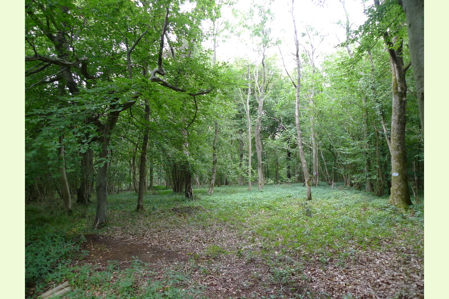 Folly Wood, Dursley , Whiteway, Dursely, Glos Central England