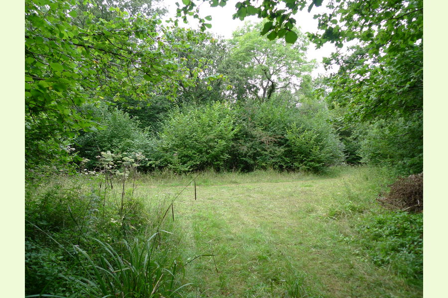 Folly Wood, Dursley , Whiteway, Dursely, Glos Central England