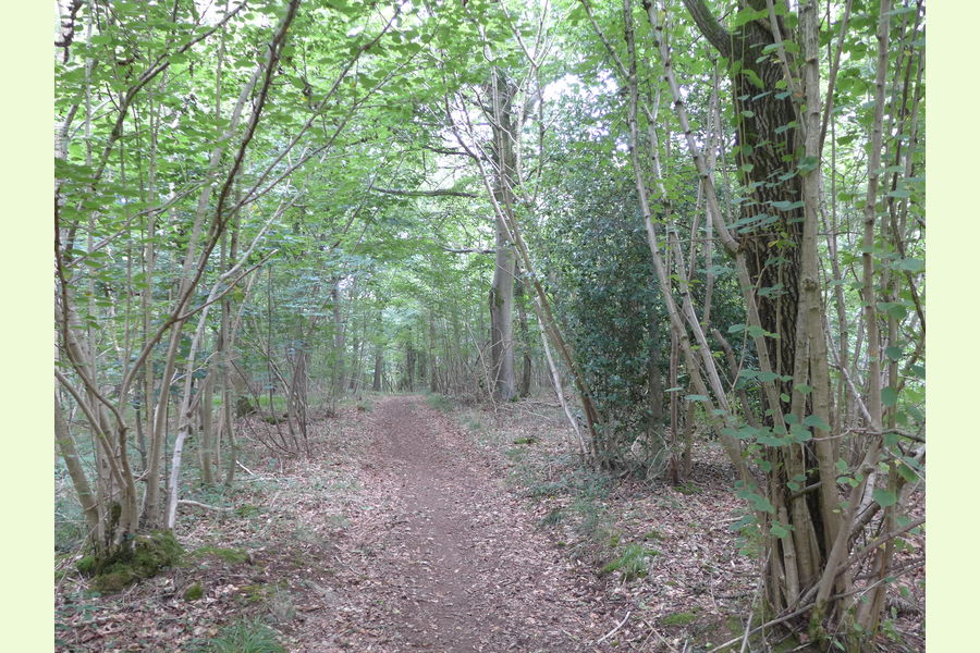Folly Wood, Dursley , Whiteway, Dursely, Glos Central England