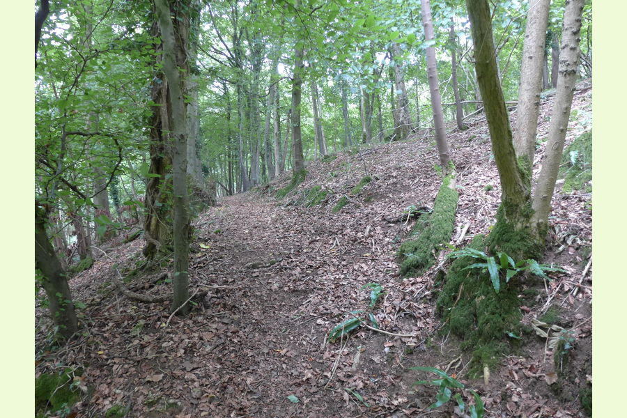Folly Wood, Dursley , Whiteway, Dursely, Glos Central England