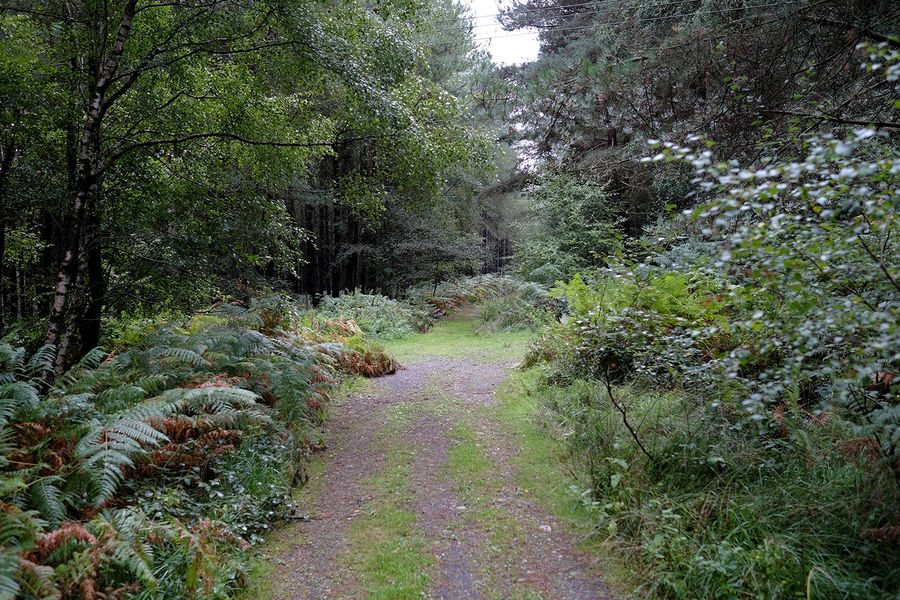 Gantry Wood, Boars Head near Crowborough, East Sussex South East