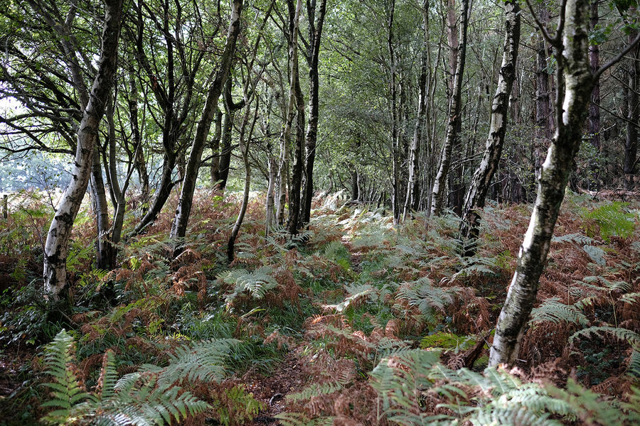 Gantry Wood, Boars Head near Crowborough, East Sussex South East