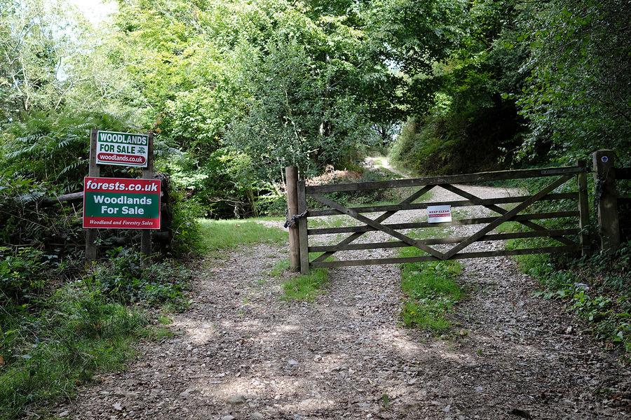 Blackbury Wood, Sidmouth, Devon South West England