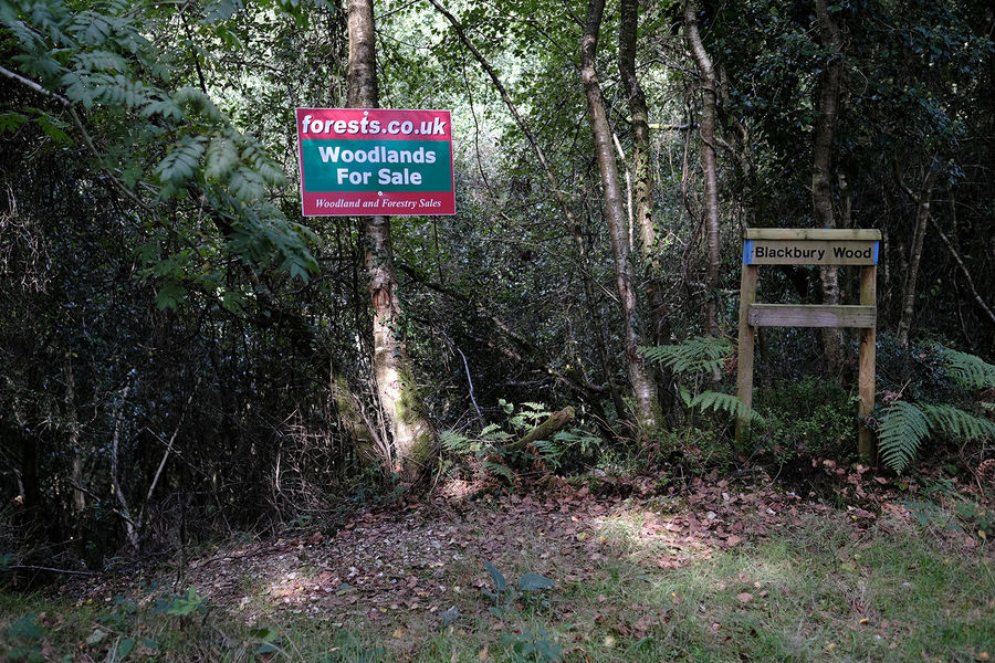 Blackbury Wood, Sidmouth, Devon South West England