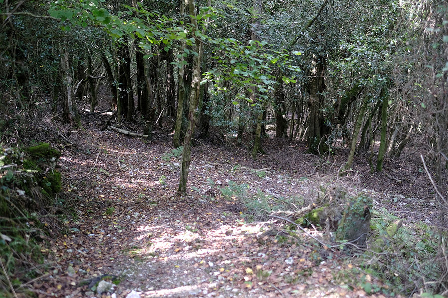 Blackbury Wood, Sidmouth, Devon South West England