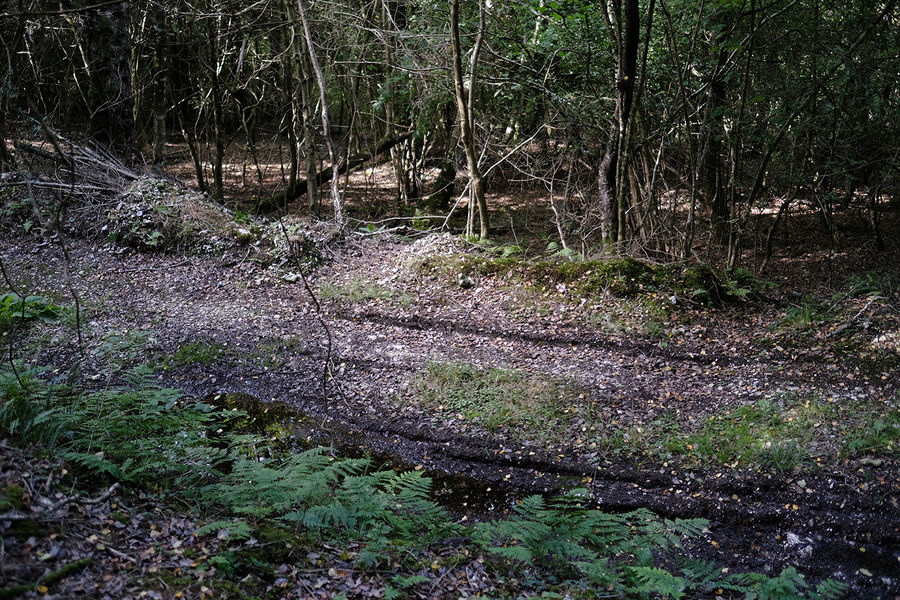 Blackbury Wood, Sidmouth, Devon South West England