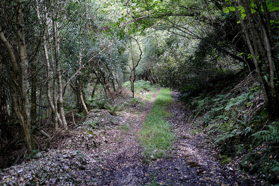 Blackbury Wood, Sidmouth, Devon South West England
